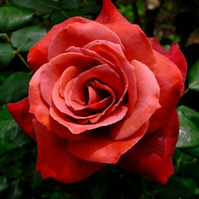 写真のタイトル