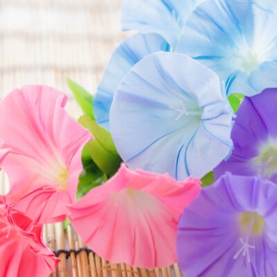 写真のタイトル