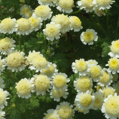 写真のタイトル