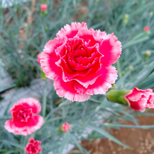 カーネーション